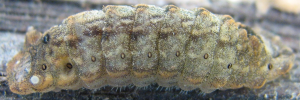 Larvae